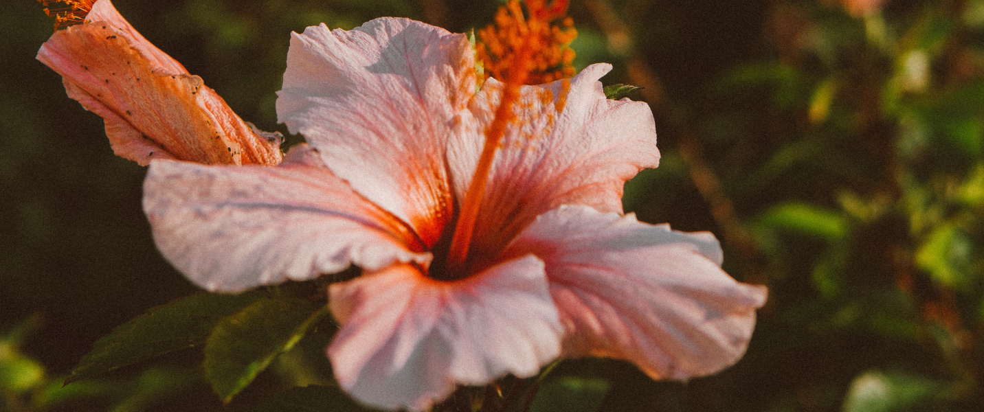 Allt om hibiskuste